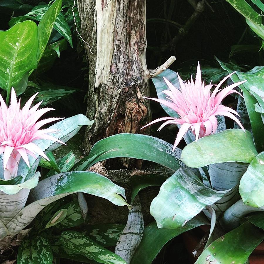 Recanto Toca Das Plantas De Ilhabela II Esterno foto