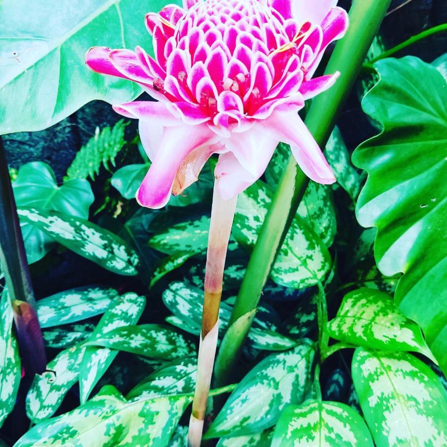 Recanto Toca Das Plantas De Ilhabela II Esterno foto