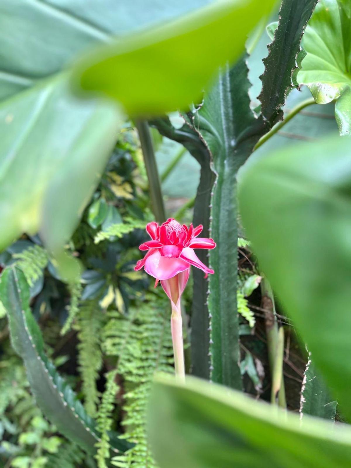 Recanto Toca Das Plantas De Ilhabela II Esterno foto