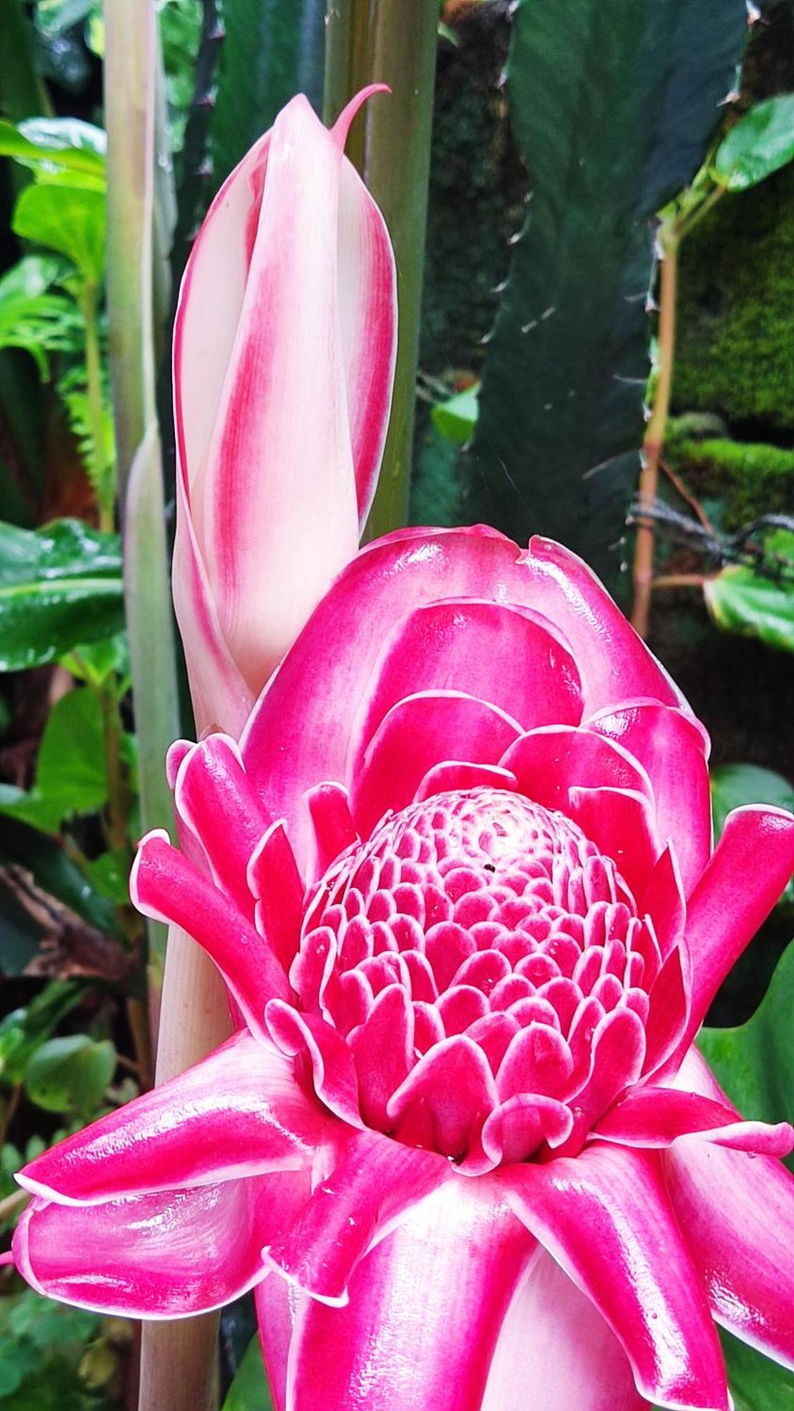 Recanto Toca Das Plantas De Ilhabela II Esterno foto