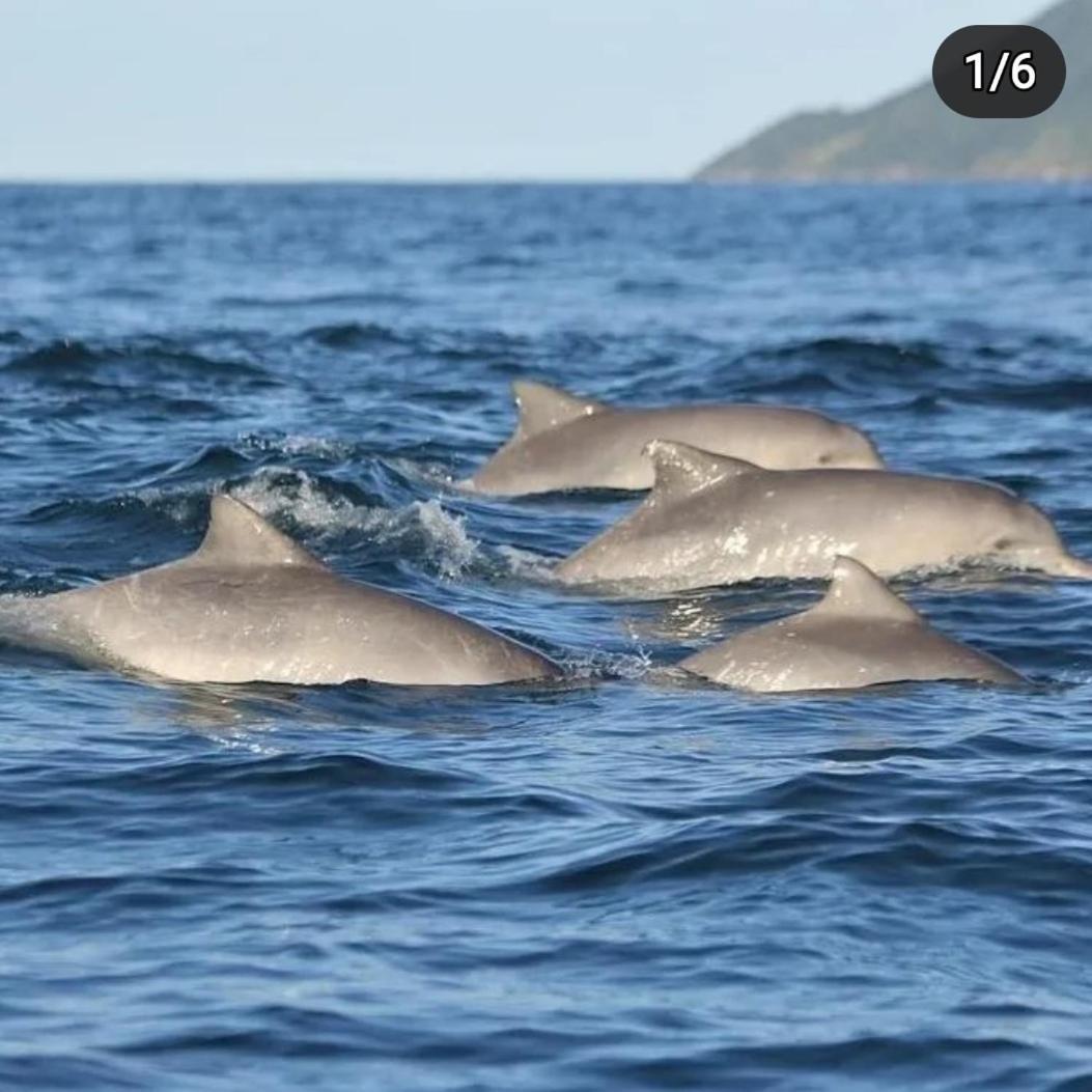 Recanto Toca Das Plantas De Ilhabela II Esterno foto