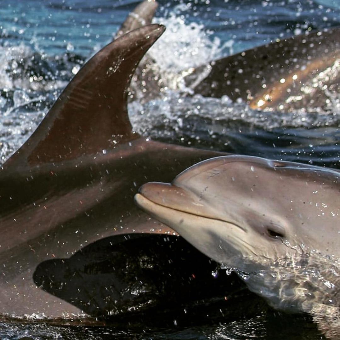 Recanto Toca Das Plantas De Ilhabela II Esterno foto