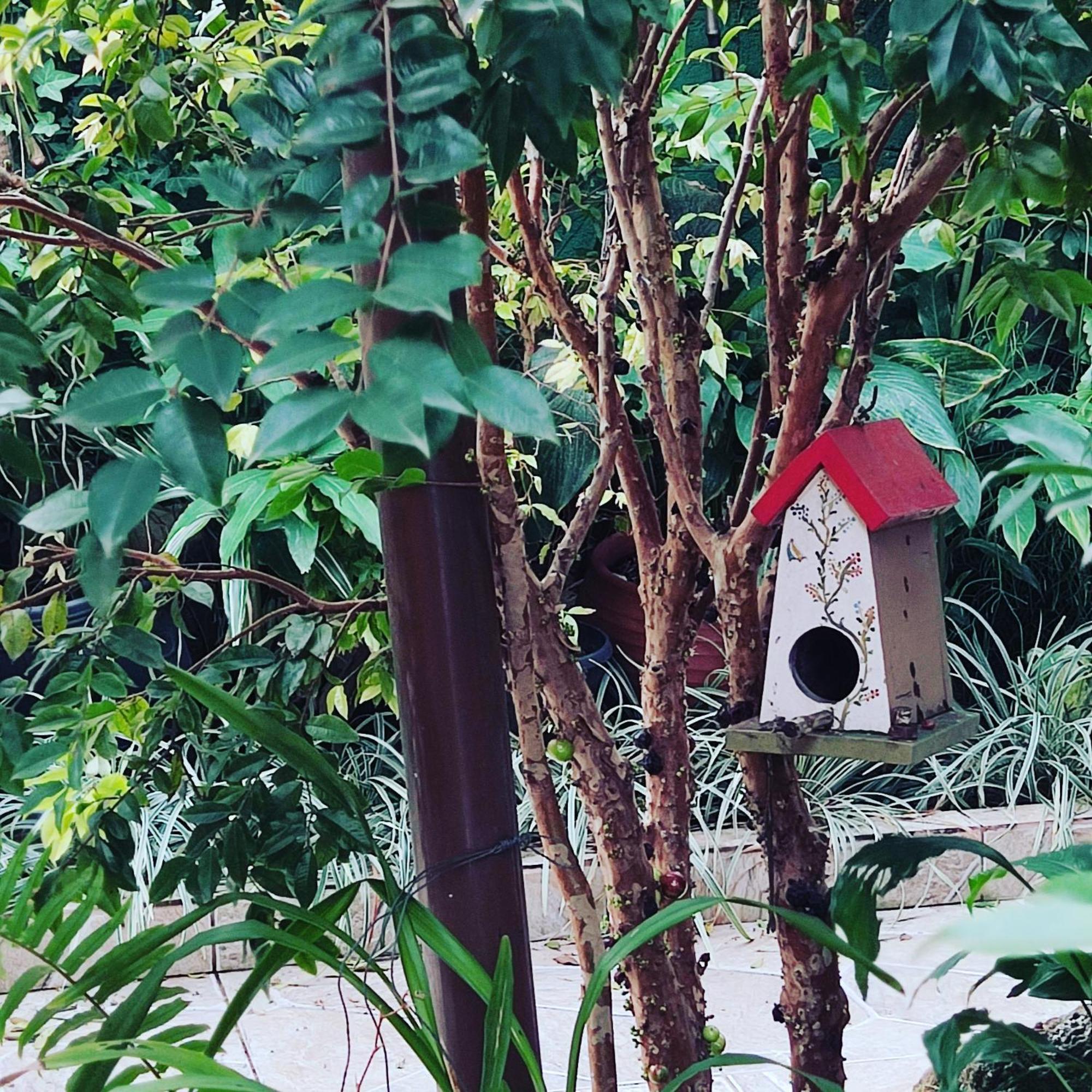 Recanto Toca Das Plantas De Ilhabela II Esterno foto